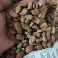 باقله عالی