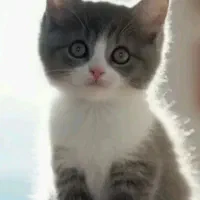 واگذاری بچه گربه