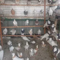 طوقی های خال سرور کرمانشاهی بدون غلط