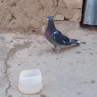 کبوتر پلاکی جاده جان اردن|پرنده|دشتابی, |دیوار