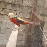 یک ست  پرنده یک نردوتاماده