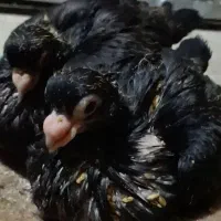 جوجه صرب نژاد تسو