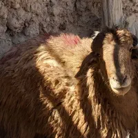 بره نر فروشی