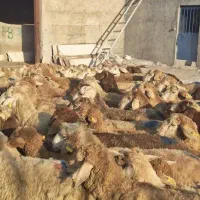 گوسفند پرواری کرج