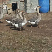 غاز|حیوانات مزرعه|اردبیل, |دیوار