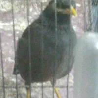 پرنده مینا|پرنده|تهران, مطهری|دیوار