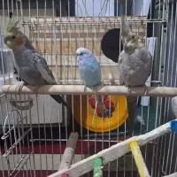 یه جفت عروس هلندی ویک عدد مرغ عشق|پرنده|تهران, زرگنده|دیوار