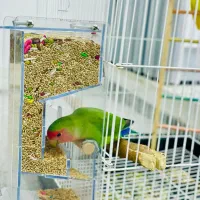 طوطی برزیلی