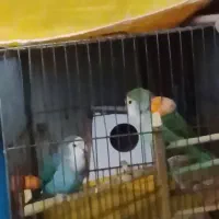 پرنده|پرنده|خمینیشهر, |دیوار