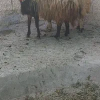 قوچ درجه یک