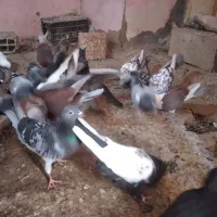 پرنده، کفتر همه مدل و رنگ،|پرنده|شیروان (خراسان), |دیوار