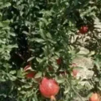 فروش-زمین-21000مترباغ