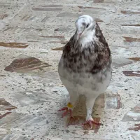 نر هما