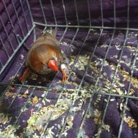 فنچ هالف اورنج نر