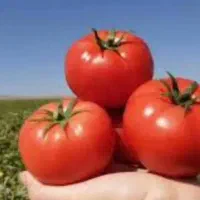 کود مایع نانو محلول آهن (متن کامل بخون)