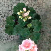 گل شمعدانی پاکوتاه(هلندی)|گل و گیاه طبیعی|رشت, حمیدیان|دیوار