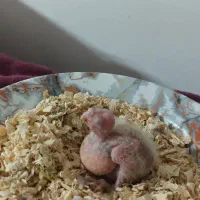 جوجه عروس علندی