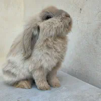 خرگوش لوپ نر