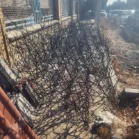 حفاظ روی دیوار مدل شاخ گوزنی|مصالح و تجهیزات ساختمان|مشهد, شهرک صنعتی توس|دیوار