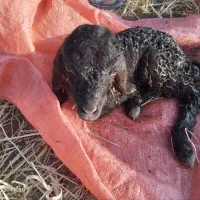 گله کامل فروش|حیوانات مزرعه|اسلام‌‌آباد غرب, |دیوار