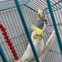 عروس هلندی|پرنده|سوسنگرد, |دیوار