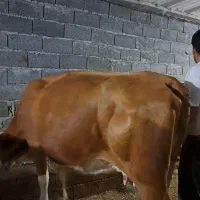 گاو گوشتی