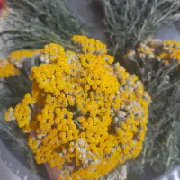 گل برنجاس
