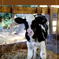 تلقیح مصنوعی گاو و گاومیش