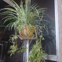 گل طبیعی