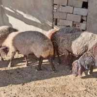 میش|حیوانات مزرعه|سبزوار, قصبه شرقی|دیوار