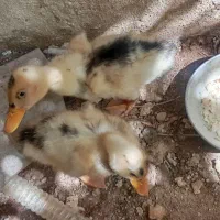 دوعدداردک