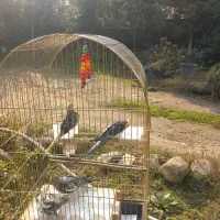 عروس هلندی|پرنده|تنکابن, |دیوار