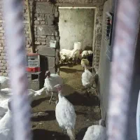 فروش بوقلمون زنده وگوشت بوقلمون