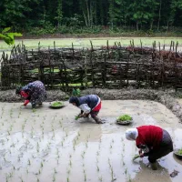 توم نشا، دستی، هاشمی درجه یک آماده نشا