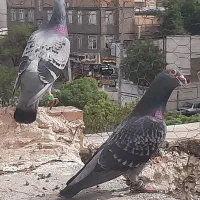 کفتر المانی پولکی پلنگ رنگه پرشی