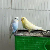 مرغ عشق|پرنده|جوانرود, |دیوار