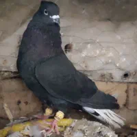 کبوتر یا کفتری دمبی