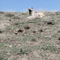 سگ سراب