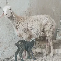 میش،ترکی با بره ماده جوان هیکلی شکم دوم