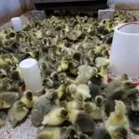 خریدار همه روز جوجه غاز تعداد بالا