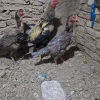 مرغ و خروس لاری