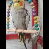 عروس هلندی
