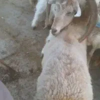 بره و قصابی|حیوانات مزرعه|بجنورد, |دیوار