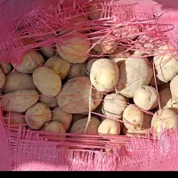 سیب زمینی فریدون