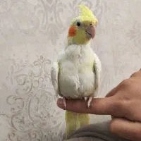 جوجه عروس هلندی