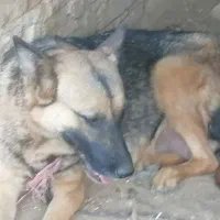 توله سگ ژرمن اصل