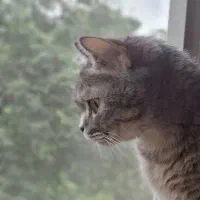 فروش گربه بریتیش شورت هیر ماده|گربه|کرج, کمال‌شهر|دیوار