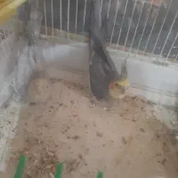 پرنده|پرنده|شراء, |دیوار