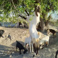 پازن مست گله رون