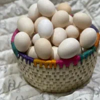 تخم مرغ محلی|خوردنی و آشامیدنی|دزفول, |دیوار